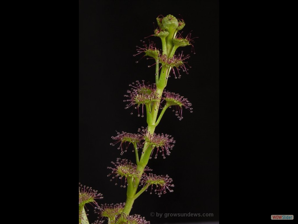 Drosera stolinifera one