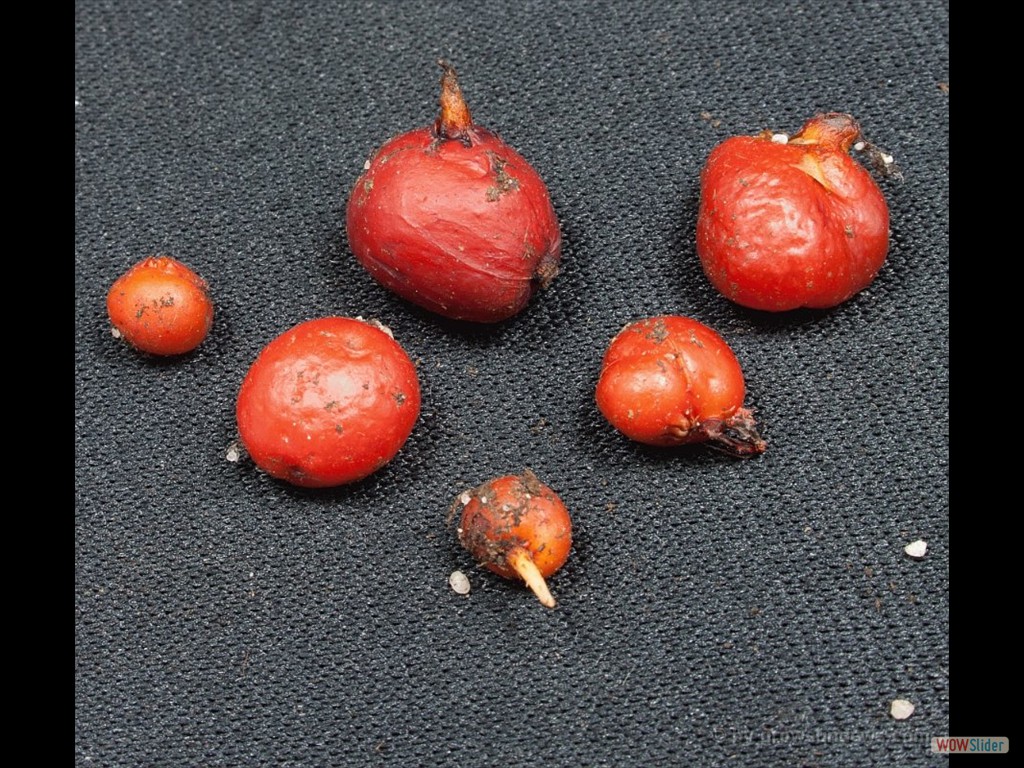 Drosera stolinifera tubers