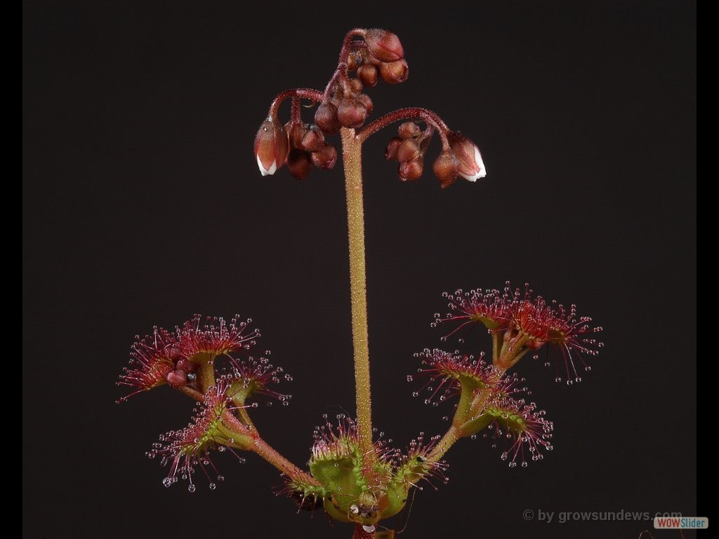 Drosera stolinifera with flowers