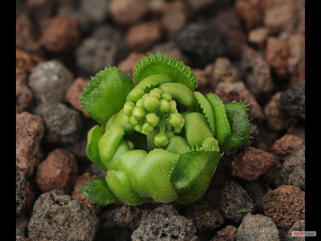 Drosera stollonifera gigant