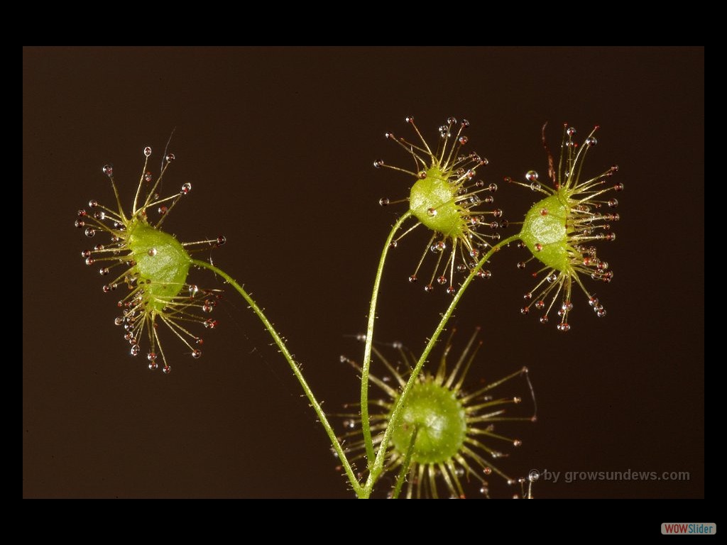 Drosera stricticaulis 1