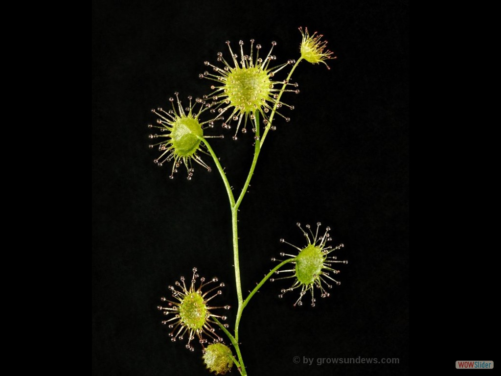 Drosera stricticaulis 2