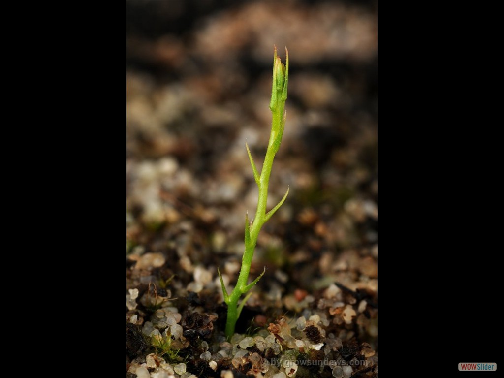 Drosera stricticaulis awakening