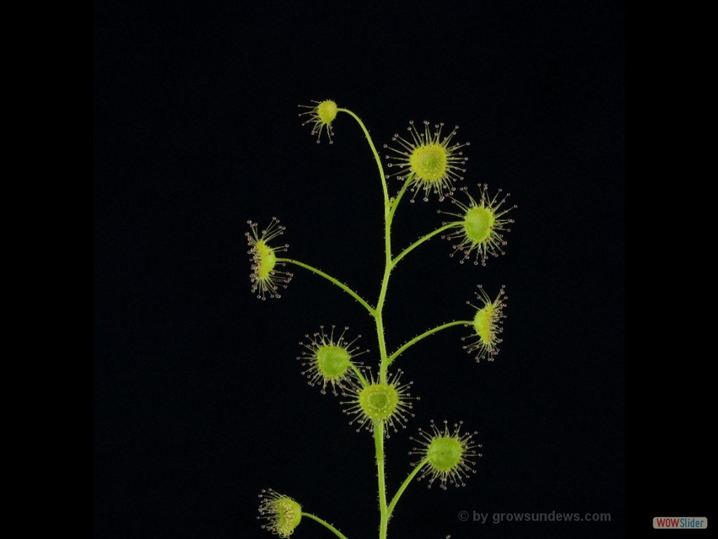 Drosera stricticaulis DSTR5