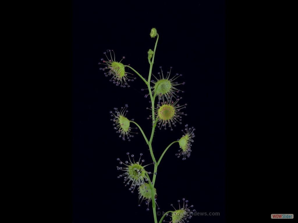 Drosera stricticaulis DSTR6