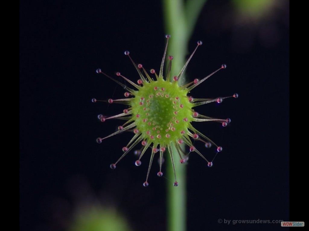 Drosera stricticaulis leaf DSTR6