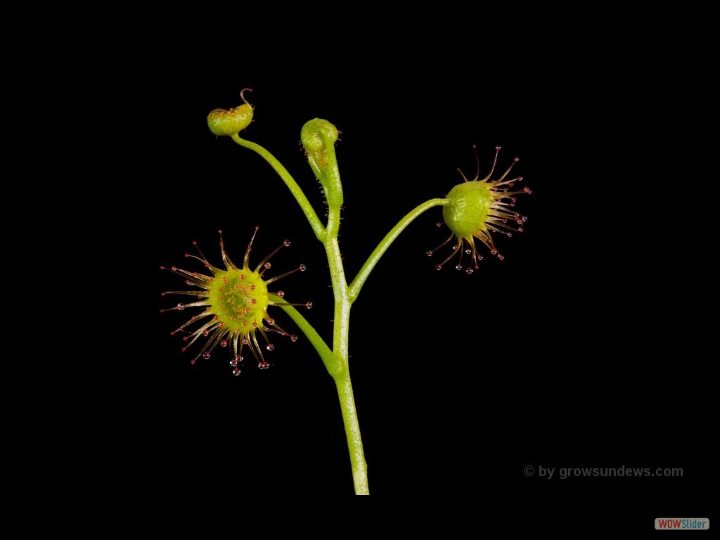 Drosera stricticaulis The Lakes 1