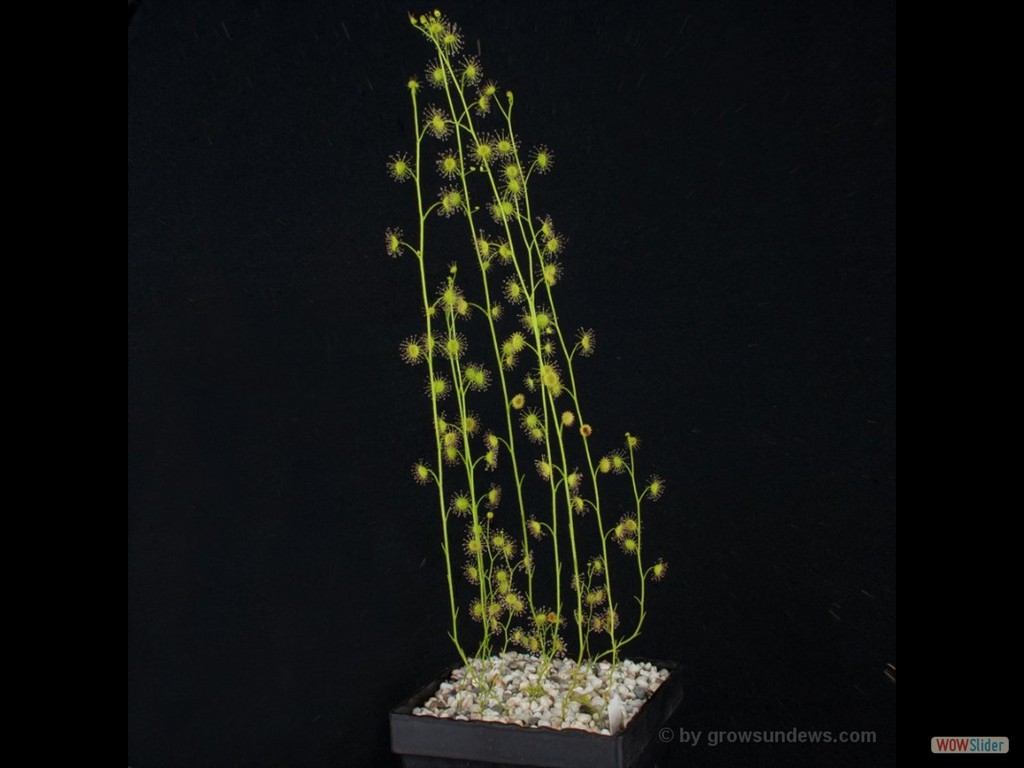 Drosera stricticaulis The Lakes DSTR4