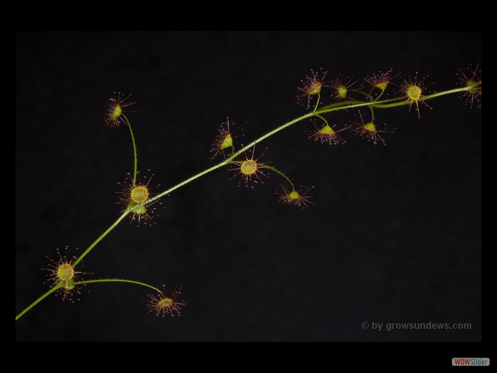 Drosera subhirtella 1