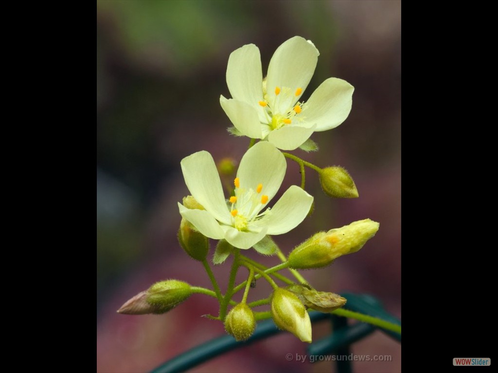 Drosera subhirtella flower 1