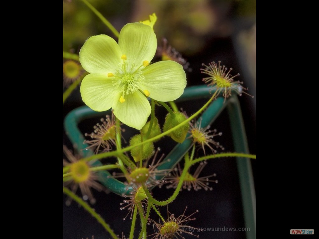 Drosera subhirtella flower 2