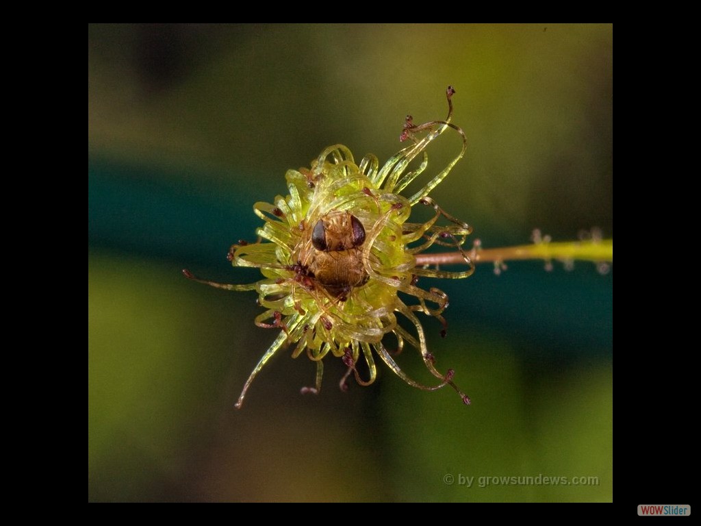 Drosera subhirtella with fly