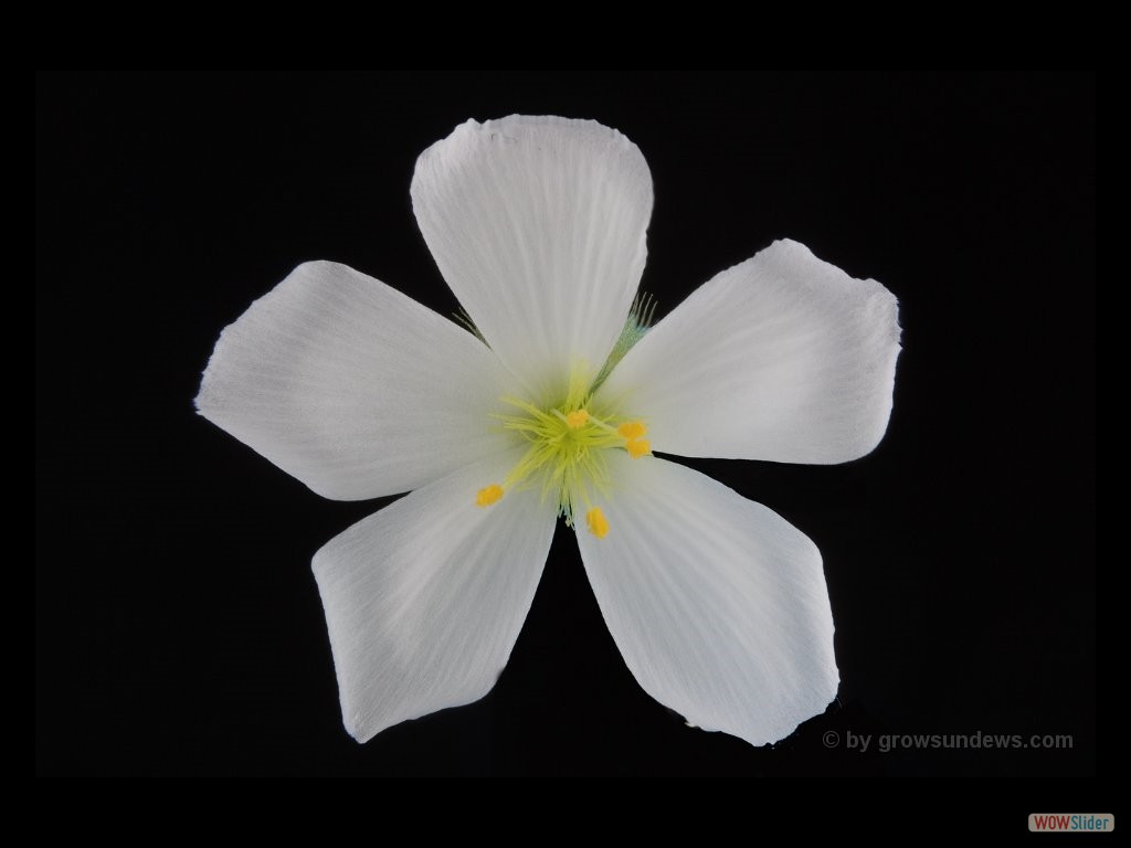 Drosera thrysanosepala white flower DTYS1