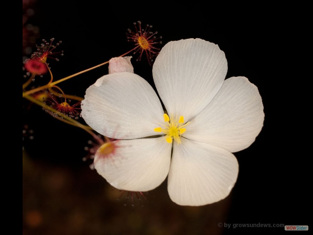 Drosera thysanosepala flower