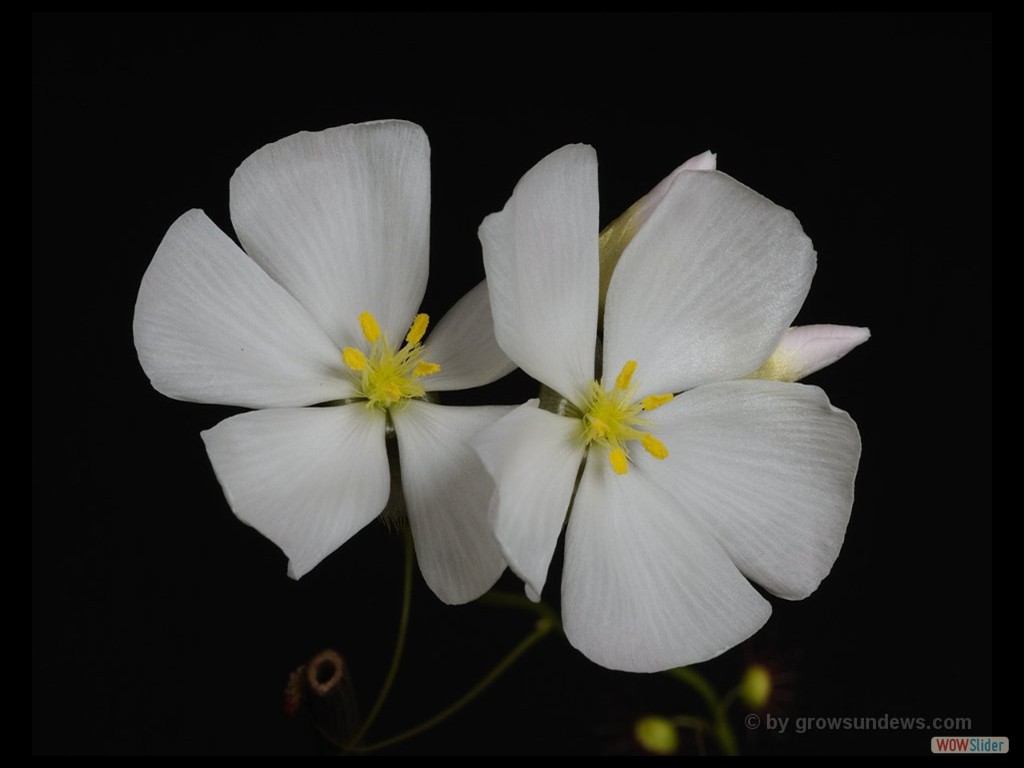 Drosera thysanosepale flower 1