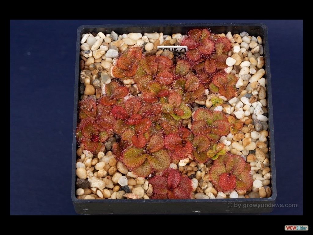 drosera_tubaestylis_aff._brookton_form_many_new