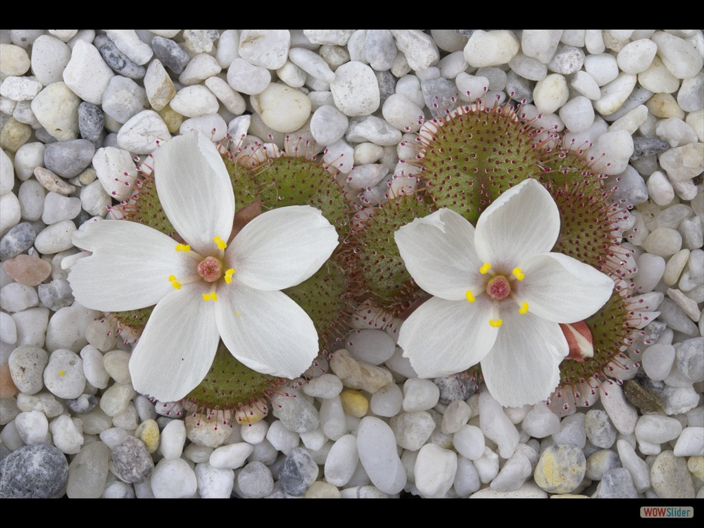 Drosera tubaestylis two flowers DTUB3