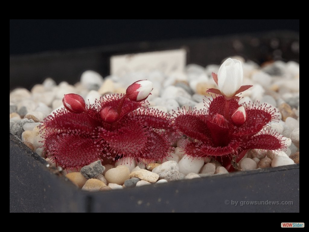 drosera_tubaestylus_aff._brookton_form_2_dtub1