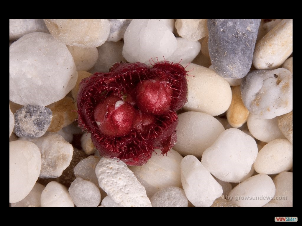 drosera_tubaestylus_aff._brookton_form_awakening_doppelblte_dtub1