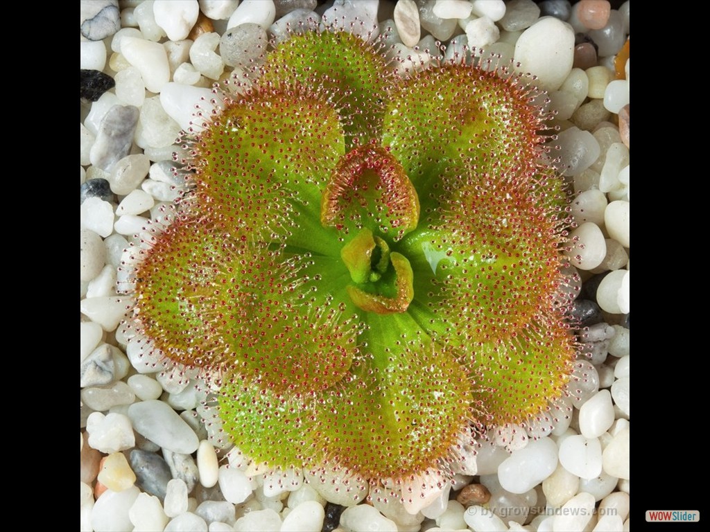 drosera_whittakeri_2