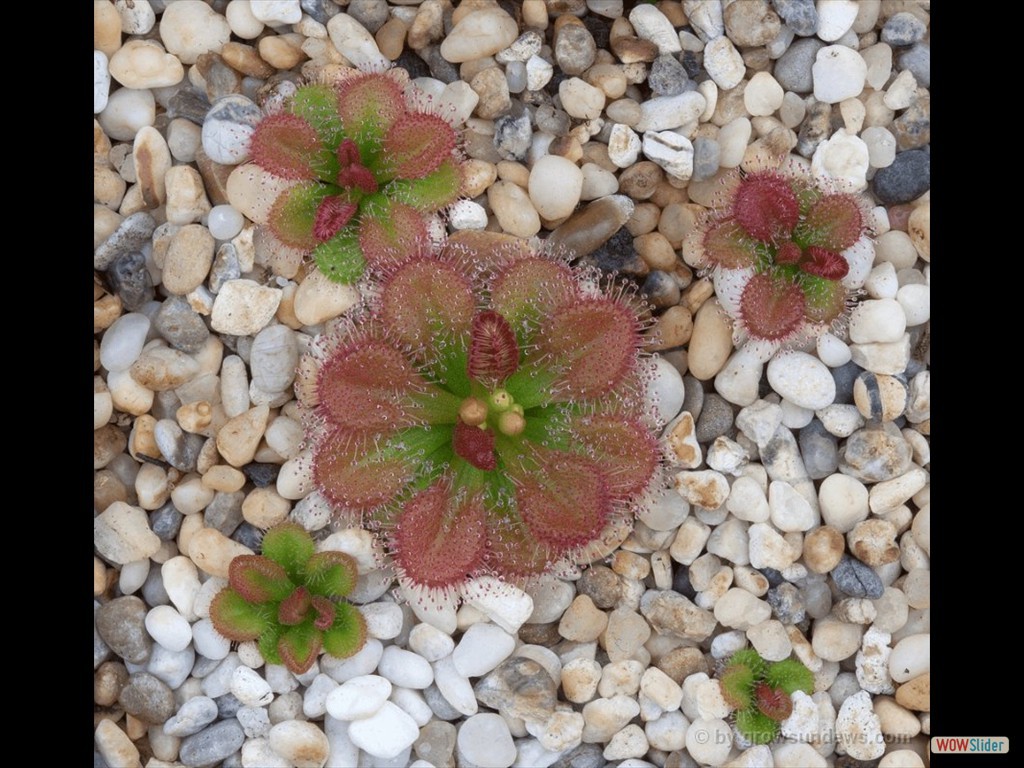 drosera_whittakeri_3_dwit2