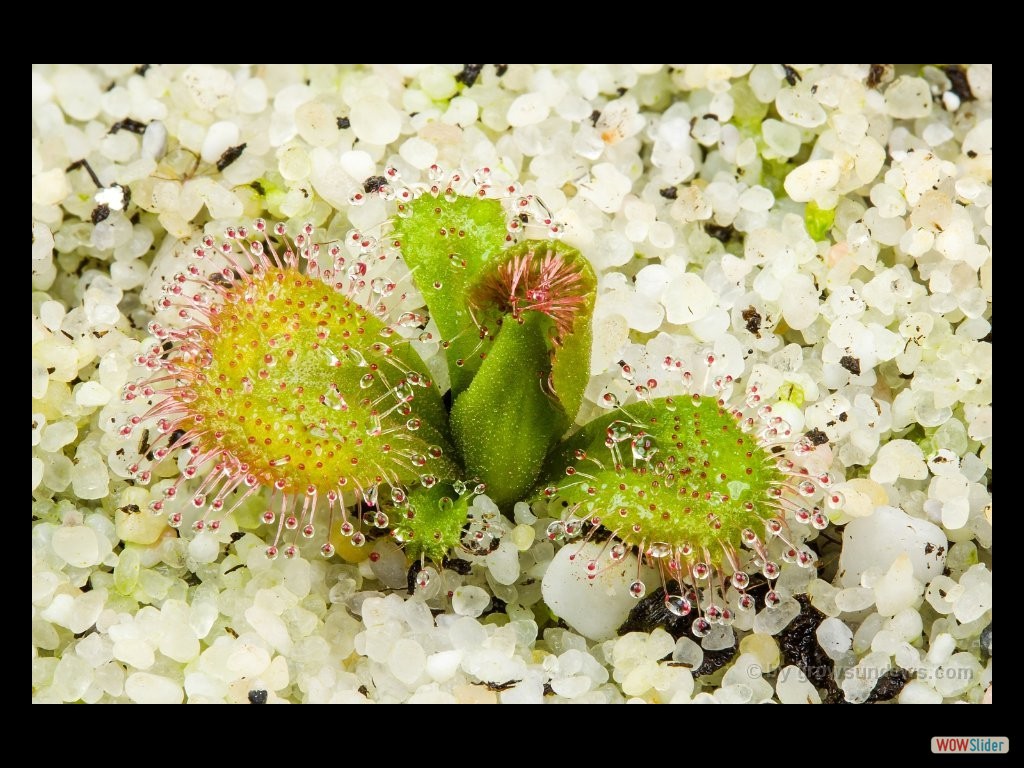 drosera_whittakeri_awakening