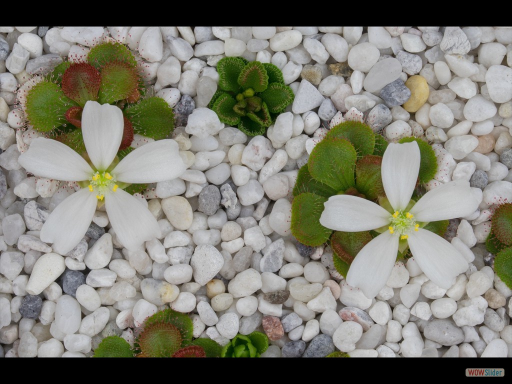 Drosera whittakeri flowering