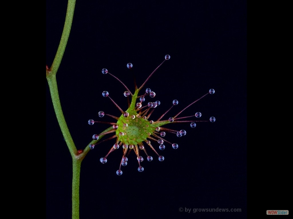 Drosera yilgarensis leaf