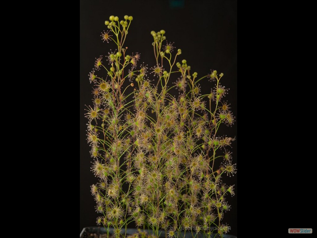 Drosera zigzagia 2