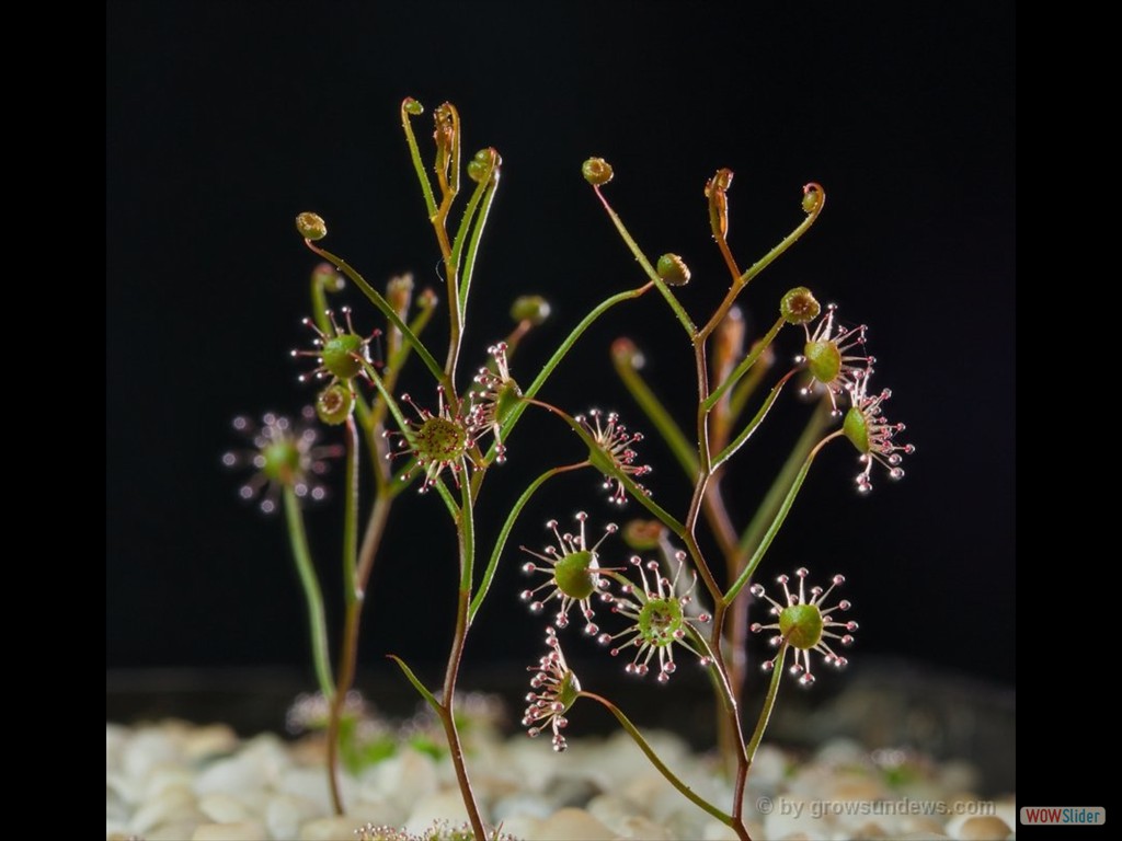 Drosera zigzagia 5