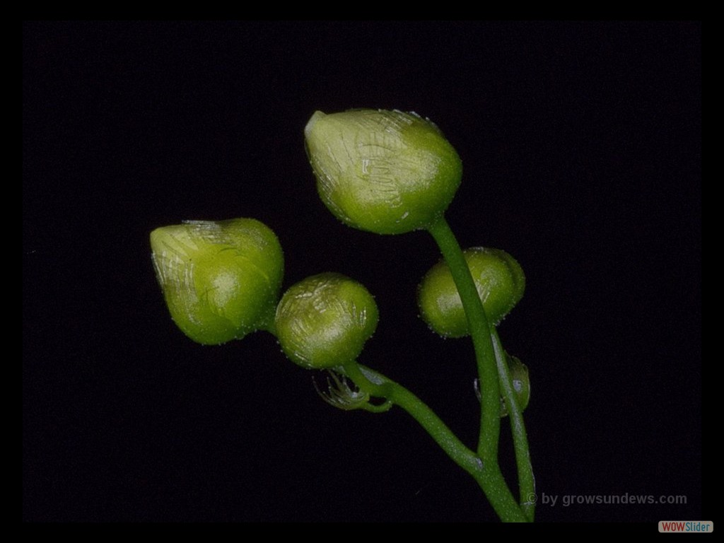 Drosera zigzagia closed flowers DZIG1