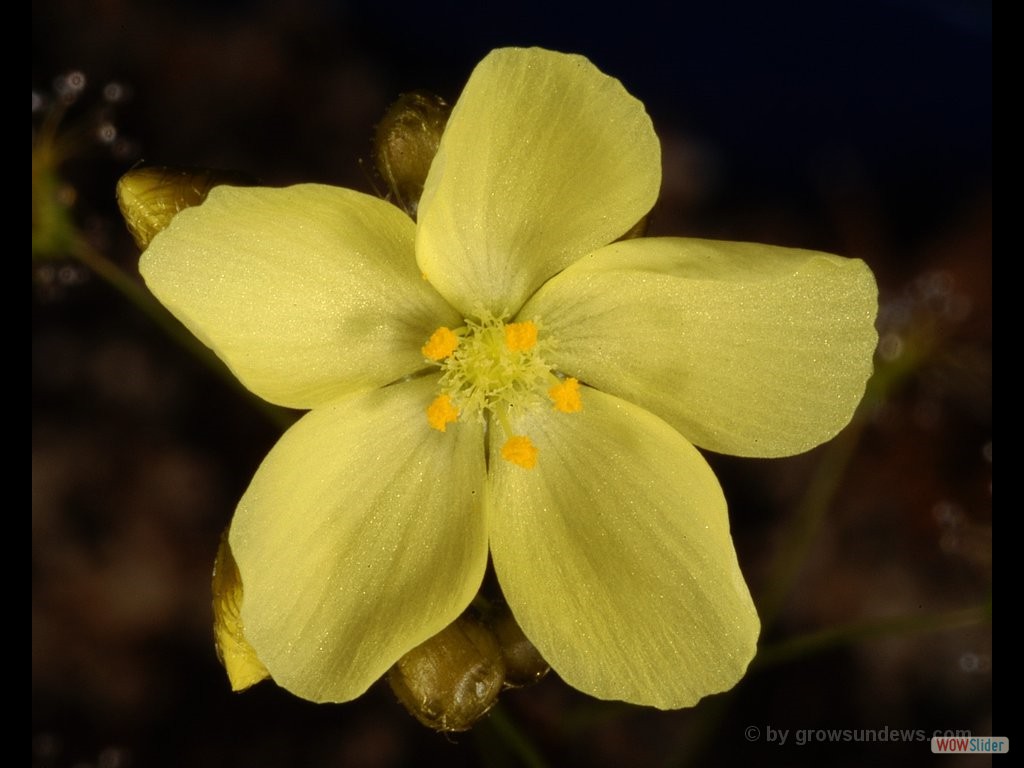 Drosera zigzagia flower