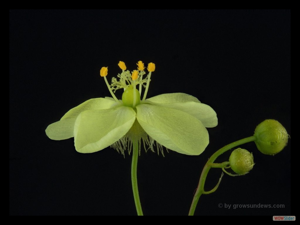 Drosera zigzagia flower close DZIG2