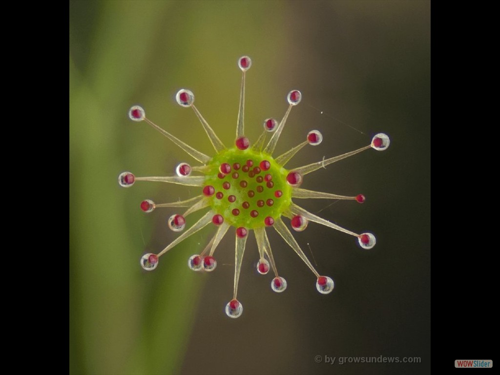 Drosera zigzagia leaf DZIG2