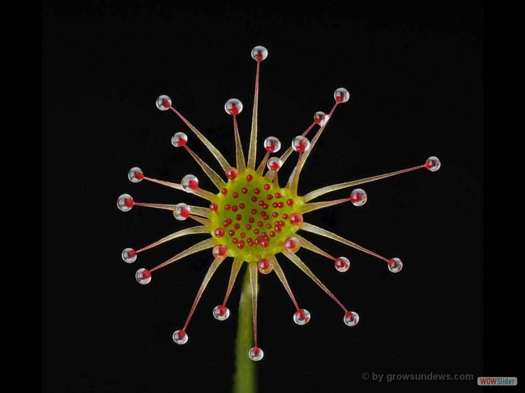 Drosera zigzagia trap