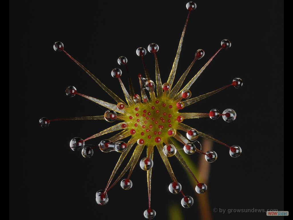 Drosera zigzagia trap