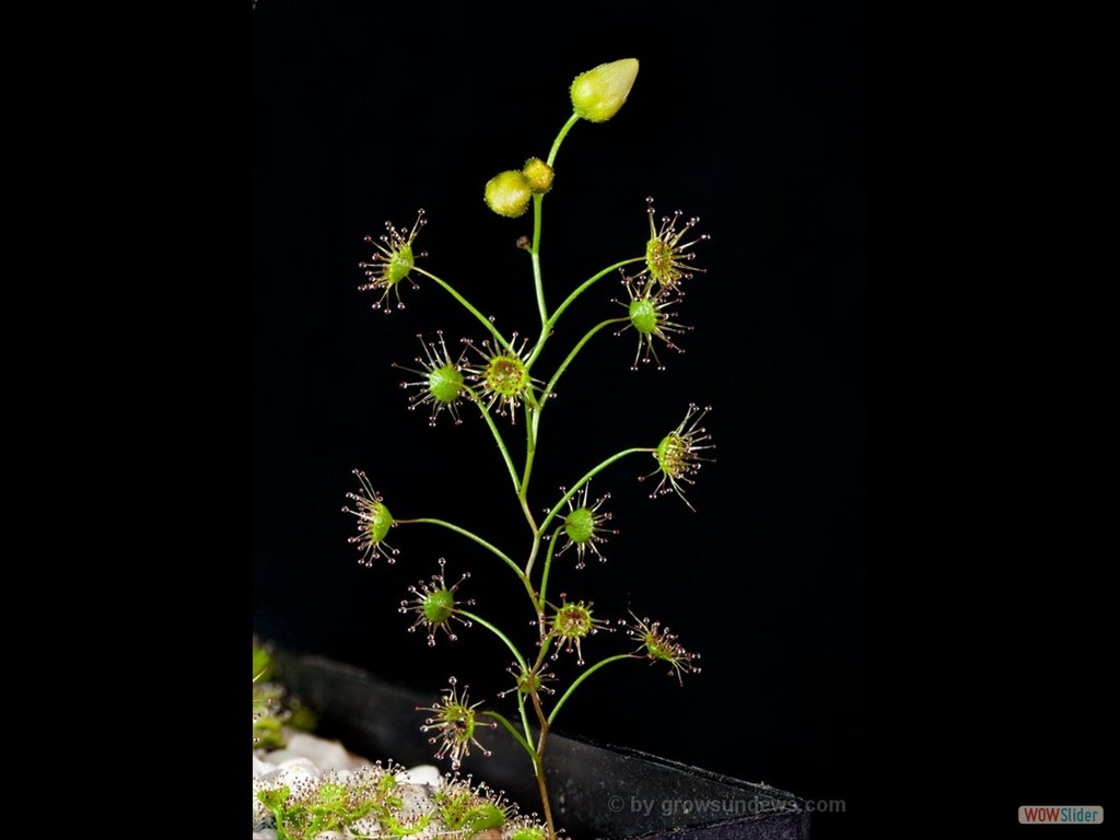 Drosera zizagia nearly flowers