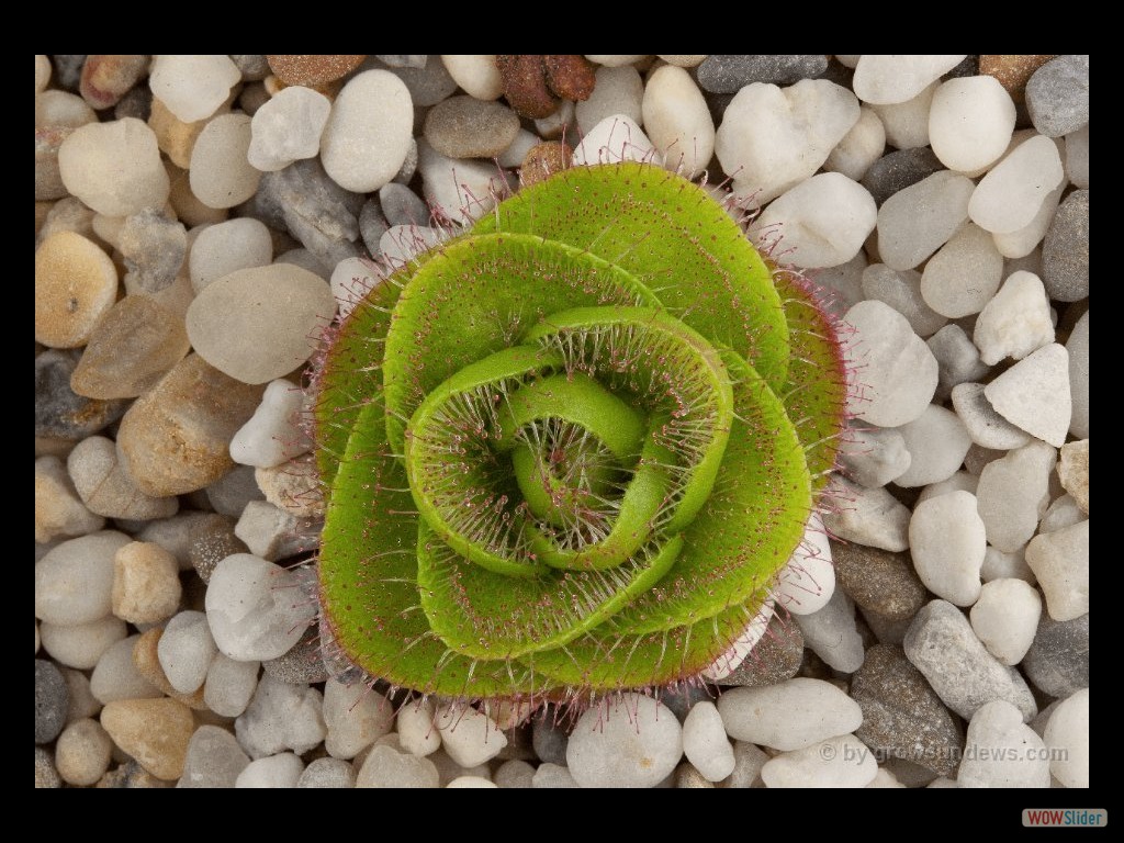 Drosera zonaria Oakford 2 DZON2