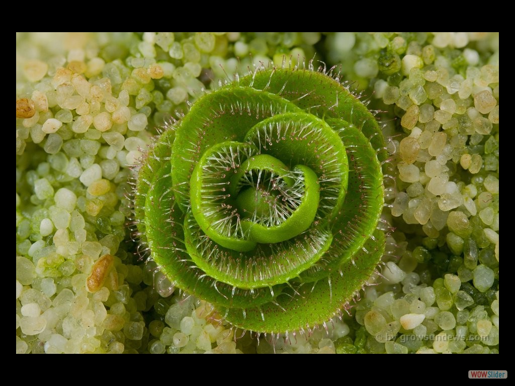 Drosera zoneria