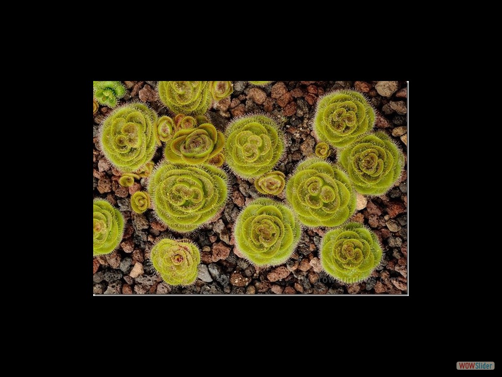 Drosera zoneria 3