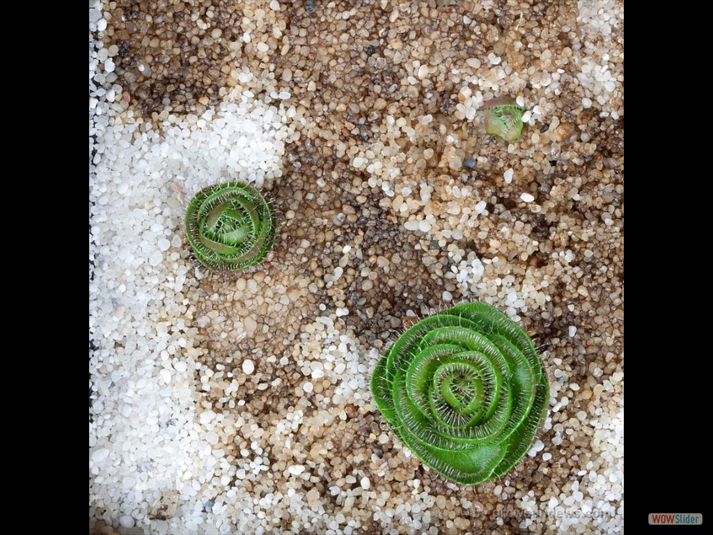 Drosera zoneria brown sand