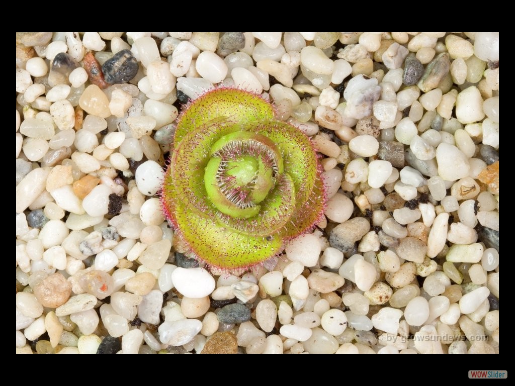 Drosera zoneria large form awakening