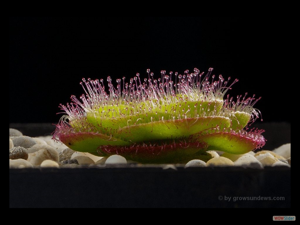 Drosera zoneria large form DZON1