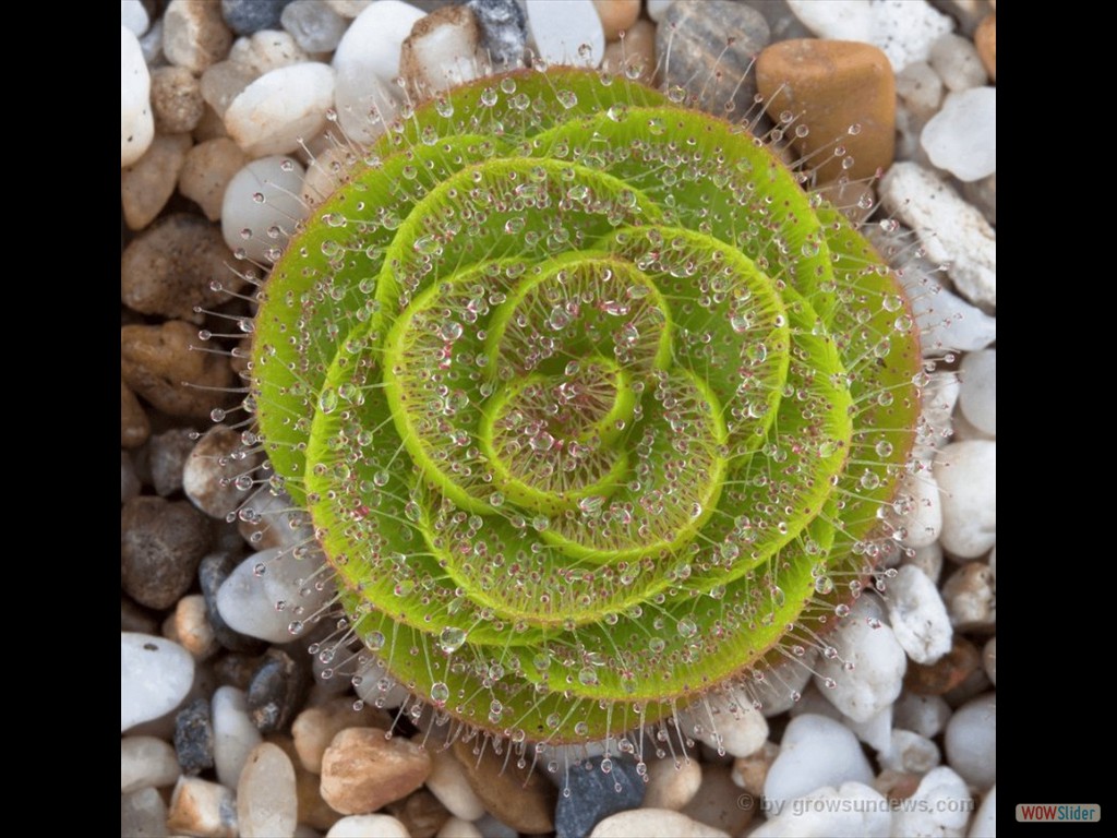 Drosera zoneria Oakford 2 DZON3