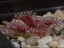 drosera_abberans_1