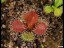 drosera_abberans_7