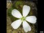 drosera_abberans_flower_1