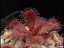 drosera_abberans_maldon_1