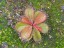 Drosera aff. bulbosa narrow leafs DBUL7