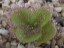 Drosera aff. erythrorhiza awakening DERY2